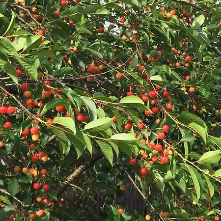 Au Mas Retz De Jade לינה וארוחת בוקר Chauvé